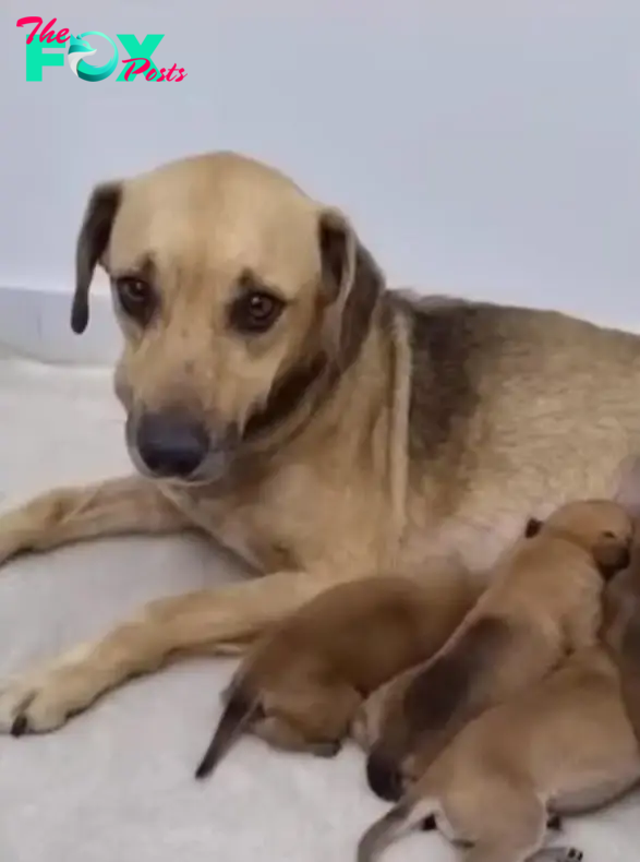 mama dog breastfeeding her puppies