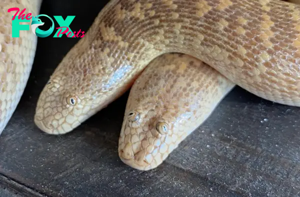 The Arabian Sand Boa Is The Derpiest Desert Creature On The Planet - Indie88