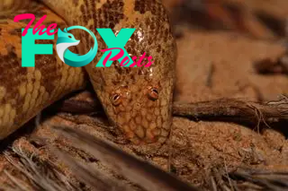 Orange speckled sand boa snake with bulging reddish eyes