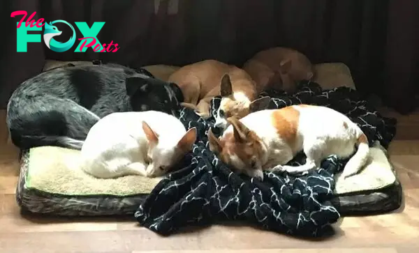 abandoned chihuahuas lie on their pillows
