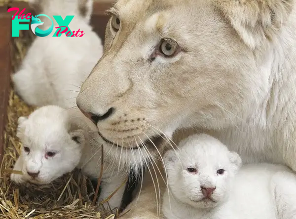 White lioness Azira lies in a cage with two of her three white cubs that were born last week in a private zoo in Poland.