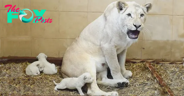 Lioness Lola gave birth to triplet cubs at Chelyabinsk . (Video)