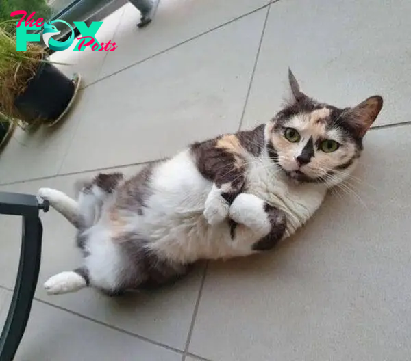 calico cat belly