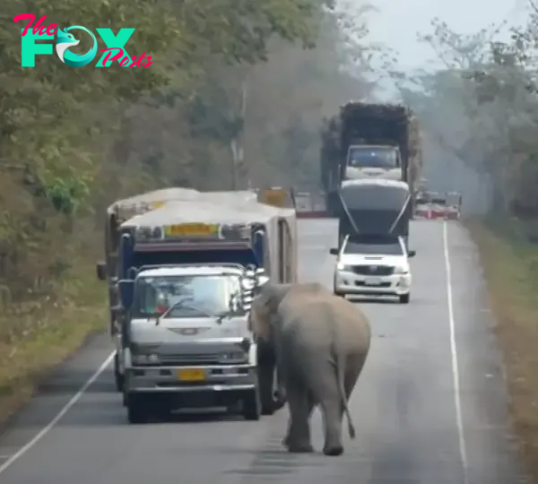 BaƄy Elephant Stops Traffic To Steal Loads Of Sugarcane Froм Passing Trucks - Kingdoмs TV