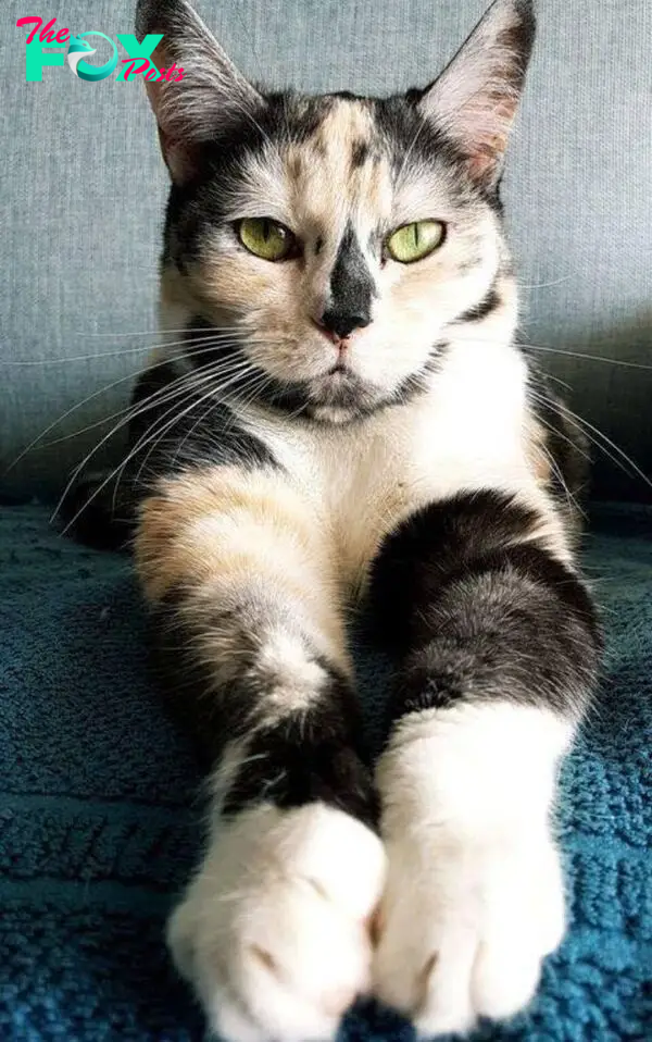 calico cat beautiful