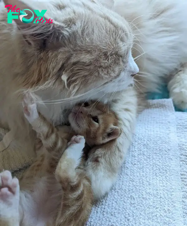 cuddling kitten cat