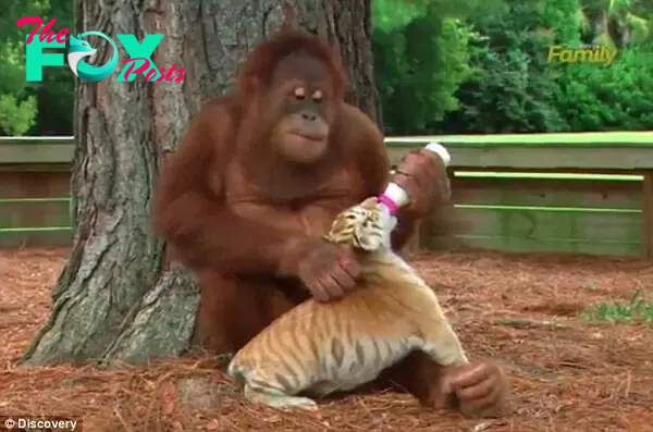 Primate babysitter: A male orangutan at a nature preserve in South Carolina has taken to spending his time with a set of baby tiger cubs, who he sometimes nurses with a bottle 