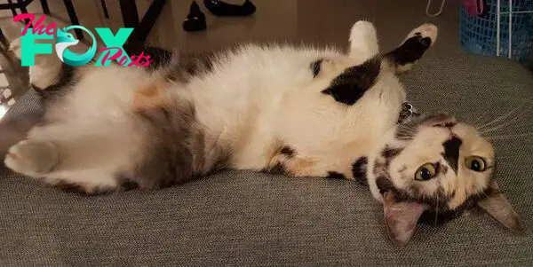 calico cat belly