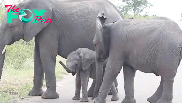 Baby elephants don't know how to control their trunks - Upworthy