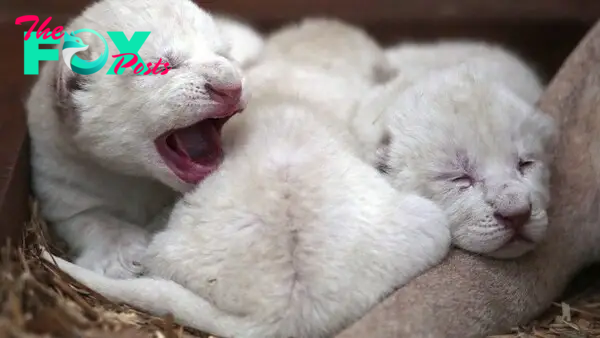 Newborn white lion cubs, which were born between Jan. 28 and 29, lie in a private zoo in Borysew near Lodz, Poland on Feb. 1.