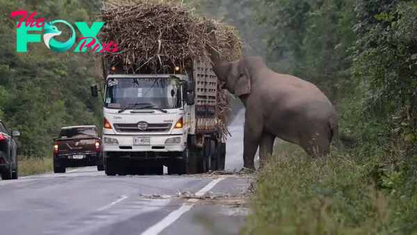 Greedy wild elephant stops passing trucks to steal sugarcane - YouTuƄe