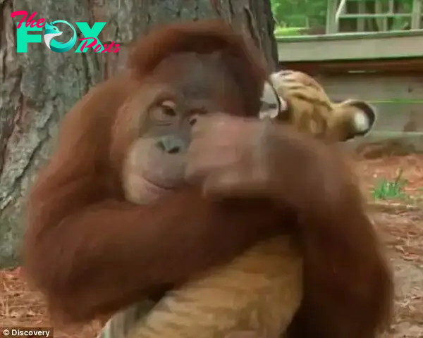 Tender moment: The male orangutan at the Myrtle Beach Safari spends most of his time with human caregivers, and got to know the tigers when those caregivers started nursing the cubs
