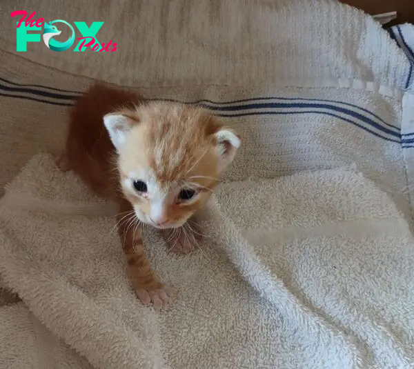 tabby orange kitten