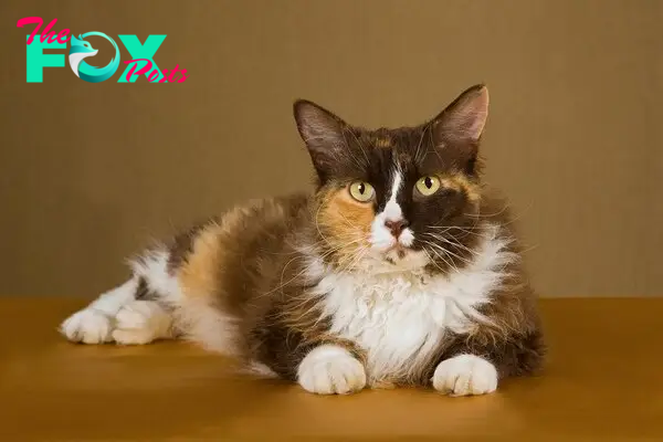 tri-color laperm cat