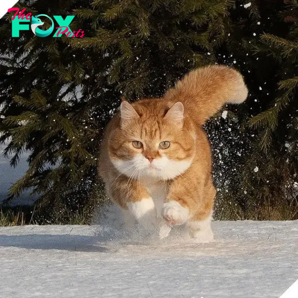 Gặp gin‌ger - 1 chiếc mèo béo mê nghịch tuyết