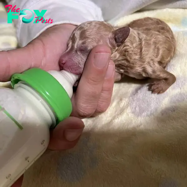 puppy fed with a bottle