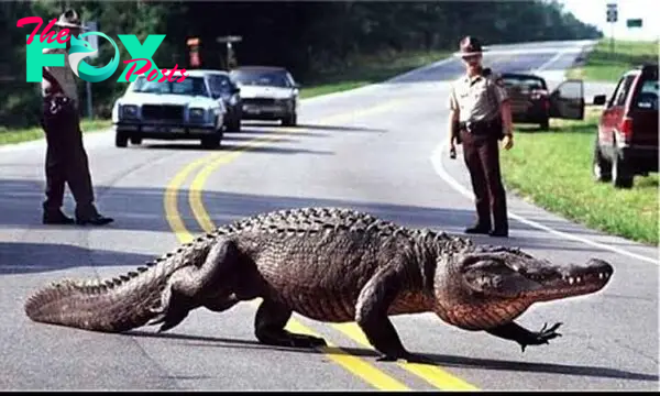Cá sấu khổng lồ bị bắn chết vì chặn cổng bệnh viện, đe dọa người