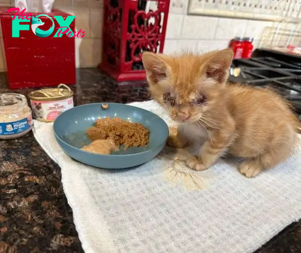 sweet kitten blind eating