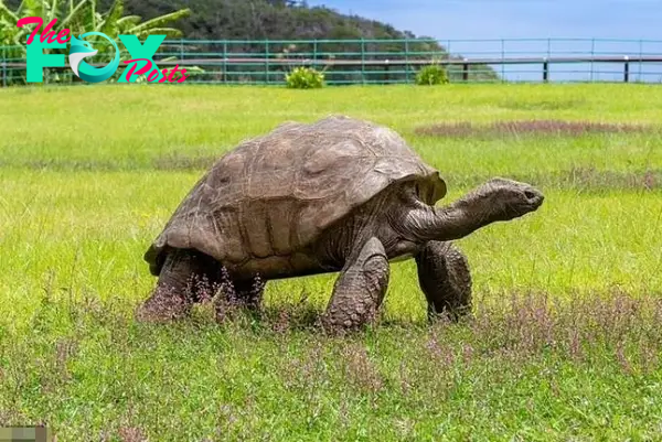 Cụ rùa già nhất thế giới