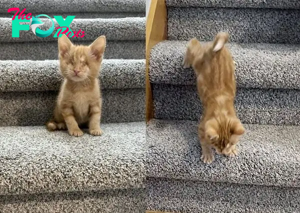 blind kitten stairs