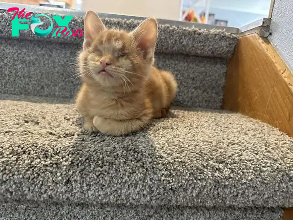 kitten loafing stairs