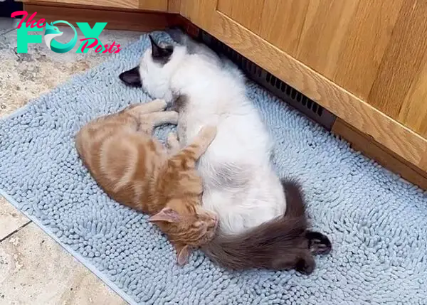 cat kitten cuddling