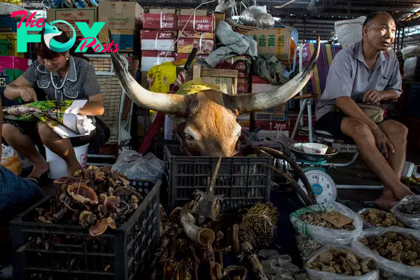 A wildlife product shop in the market of Mong La with a large buffalo head resting in a box.