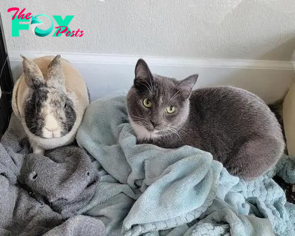 bunny cat friends