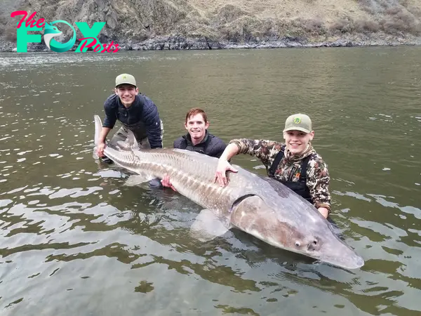 125-Year-Old Lake Sturgeon is Believed to Be The Largest Ever Caught in the U.S. and The Oldest Freshwater Fish Ever Caught in the World