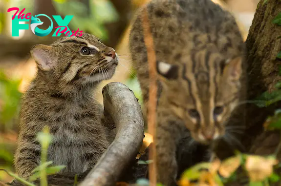 Baby Fishing Cats Up the Zoo’s Cute Factor