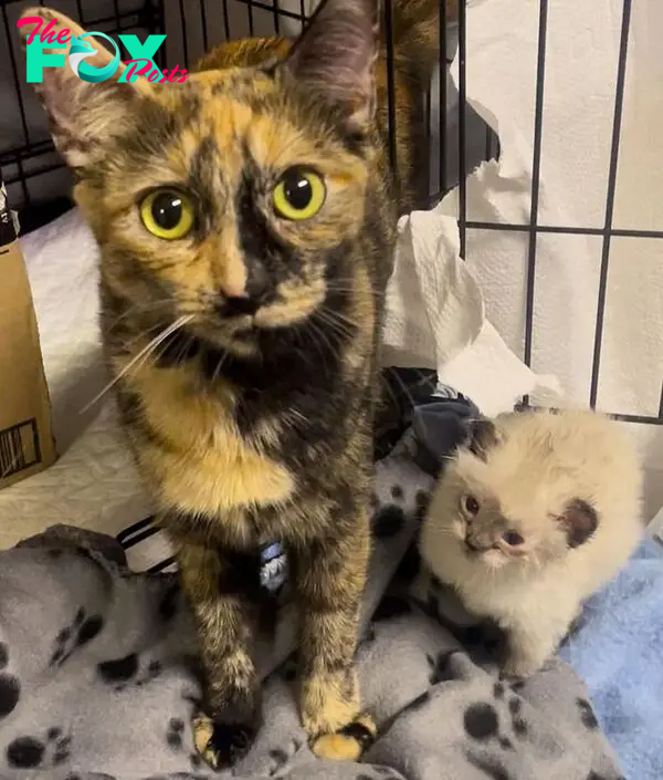 cat mom tiny kitten
