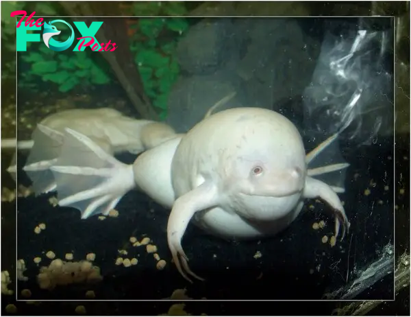 rana africana con garras albina hinchada |  No puse suficientes contra… |  Flickr
