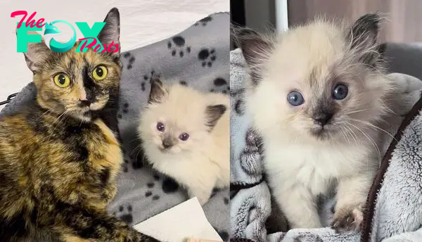 Kitten Begins to Improve Alongside Cat When Family Steps in and Makes a Difference in Their Lives