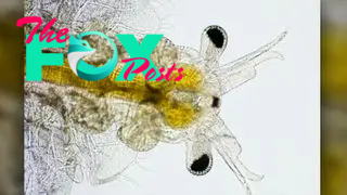 yellow and translucent closeup of brine shrimp eyes and antenna
