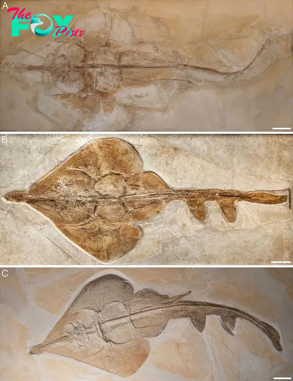 Aellopobatis bavarica: Scientists Discover New 150 Million-Year-Old Species of Rays