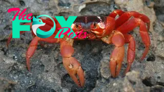 a christmas island red crab sitting on rocks