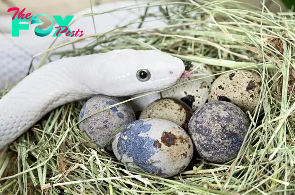Do All Snakes Lay Eggs?