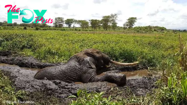 Elephant trying to climb out of swampy mud hole