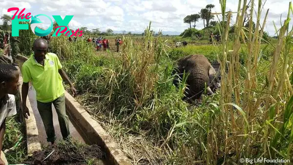 Rescuers approaching trapped elephant