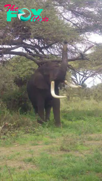 Elephant after rescue operation