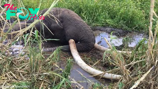 Elephant stuck in swampy mud