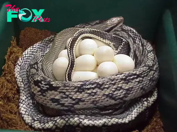 Why do some snakes lay eggs while others give live birth? - Quora