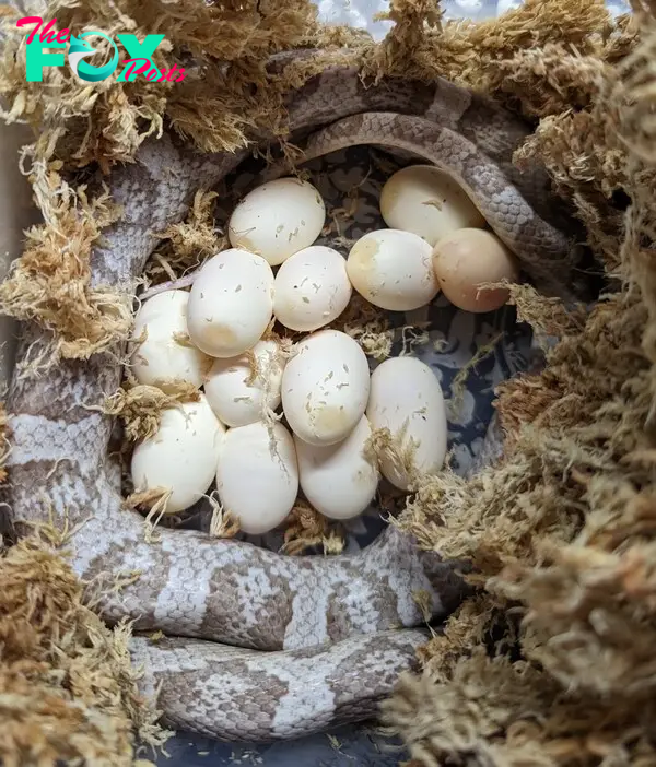 Everything You Need To Know About Snake Eggs (10 Pictures), 55% OFF