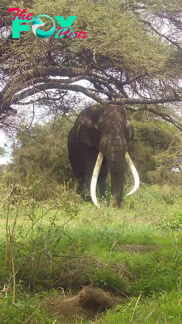 Wild elephant after being rescued