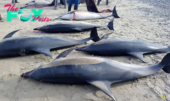 Unraveling the Mystery of the Stranded Pod: Short-Beaked Dolphins Found Washed Ashore in Argentina - Sporting ABC