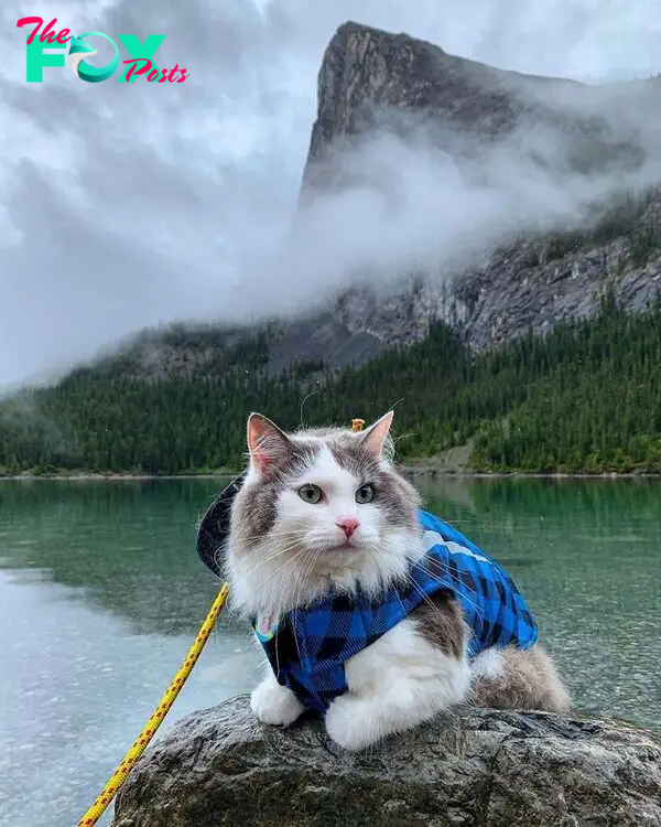 Gary The Adventure Cat