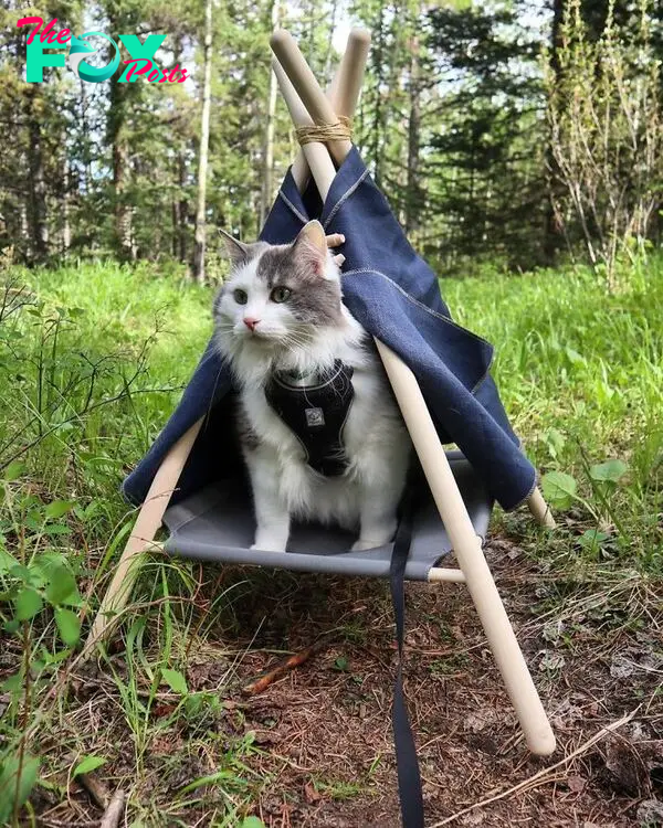 Gary The Adventure Cat