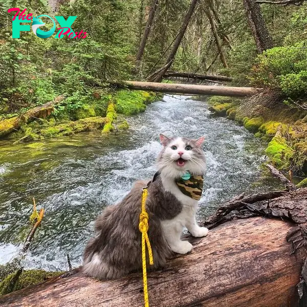 Gary The Adventure Cat