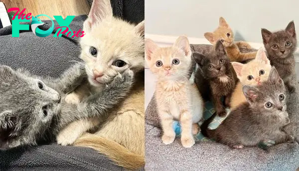 Six Kittens Convince Shelter Volunteer to Take Them Home so They Can Have What They Wanted Together