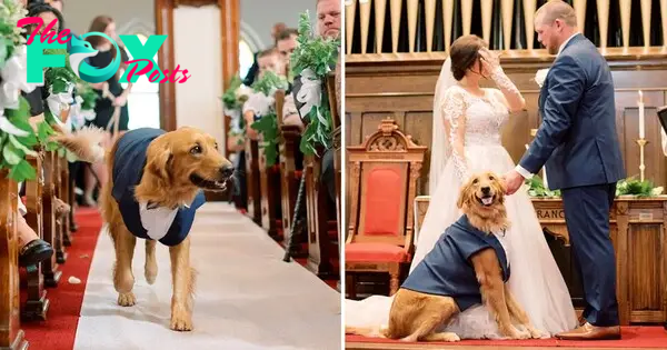 After Three Years Of Being Lost, The Emotional Steps Taken By The Loyal Dog As It Entered Its Owner’s Reunion Party On Their Wedding Day Brought Tears To Everyone’s Eyes.